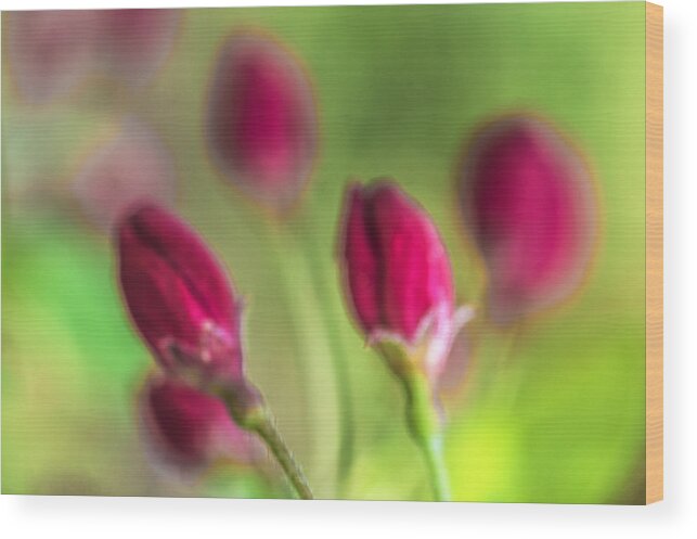 Color Wood Print featuring the photograph Pink red buds by Arkady Kunysz
