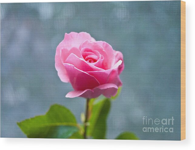 Pink Rose Wood Print featuring the photograph Pink Rose by Steven Dunn