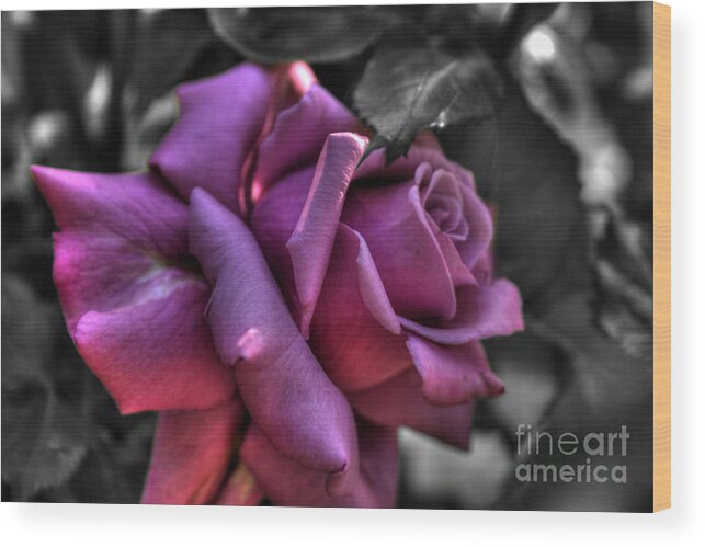 Rose Wood Print featuring the photograph Pink Rose by Tony Baca
