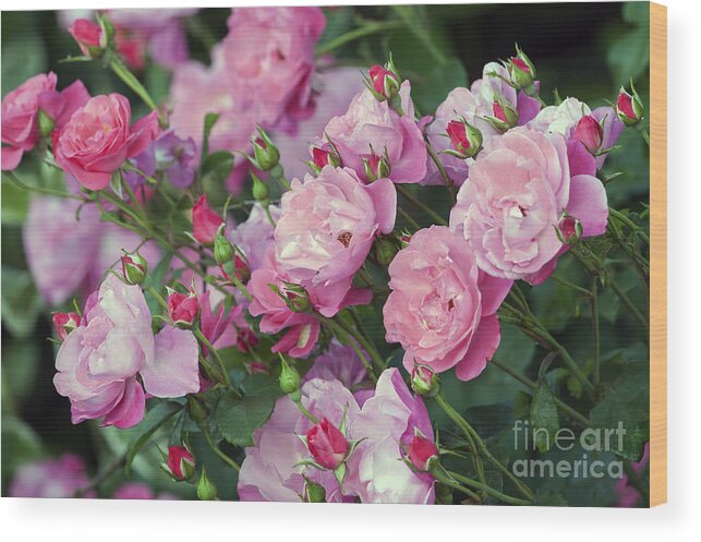 Pink Roses Wood Print featuring the photograph Pink Roses by Sharon Talson