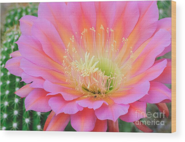 Cactus Bloom Wood Print featuring the photograph Pink Saucer by Tamara Becker