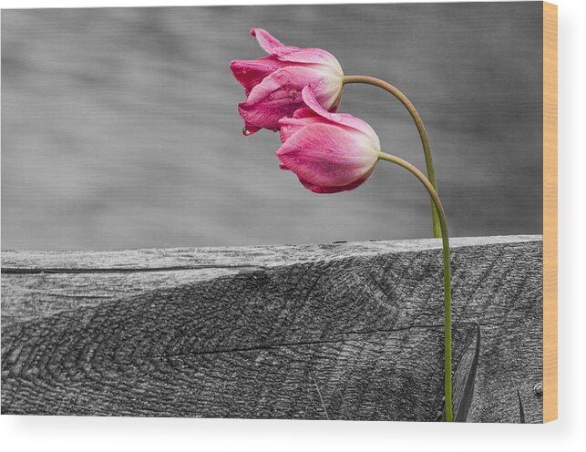 Tulips Wood Print featuring the photograph Pink Tulips by Cathy Kovarik