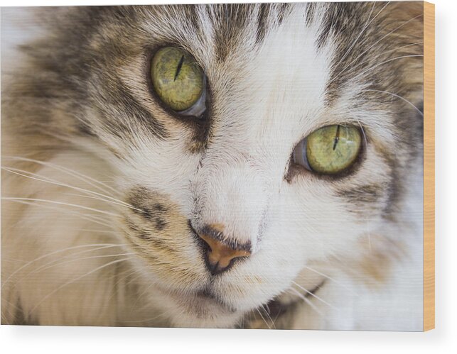 Cat Wood Print featuring the photograph Pixie-Bob 1 by Leigh Anne Meeks