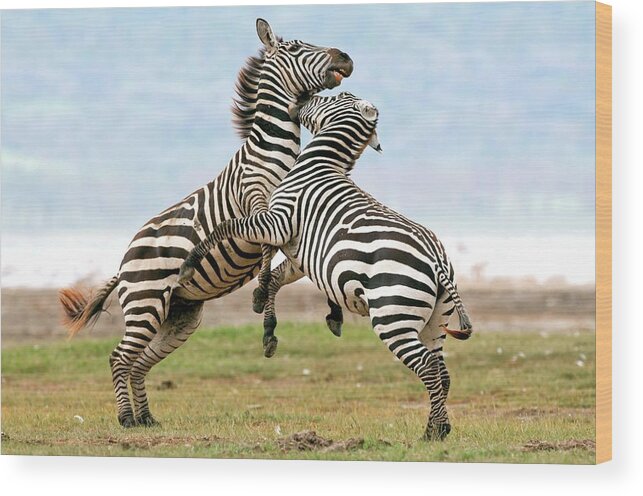 Equus Burchelli Wood Print featuring the photograph Plains Zebras Fighting by Peter Chadwick/science Photo Library