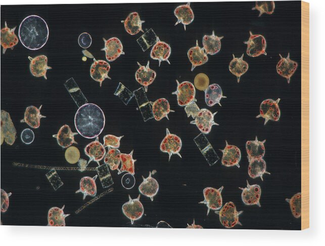 Flpa Wood Print featuring the photograph Plankton Dinoflagellates And Diatoms X20 by D P Wilson