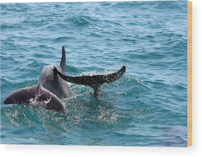 Dolphins Wood Print featuring the photograph Play Time by Debra Forand
