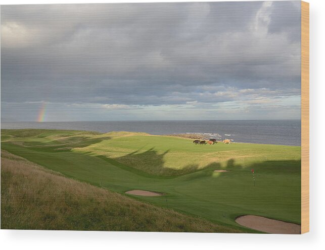 Brora Wood Print featuring the photograph Playing Golf Until the Cows Come Home Brora Scotland by Sally Ross