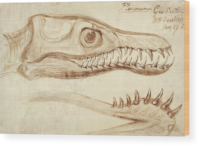 Plesiosaurus Wood Print featuring the photograph Plesiosaurus Marine Reptile by Natural History Museum, London/science Photo Library