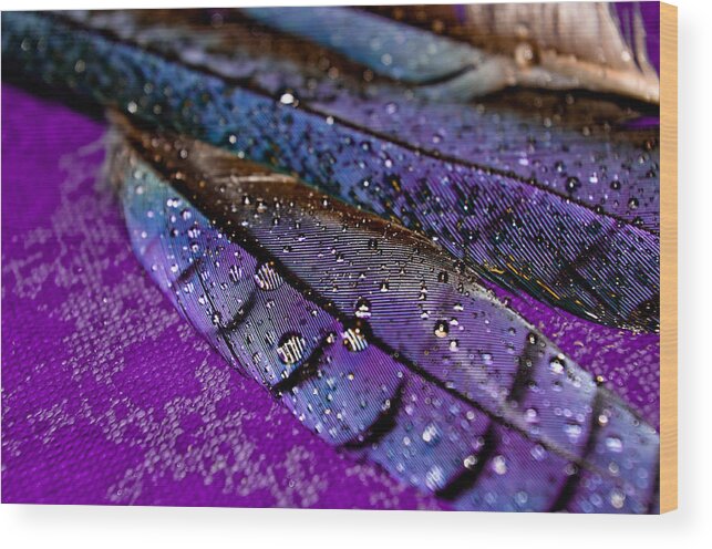 Adria Trail Wood Print featuring the photograph Plum Plumage by Adria Trail