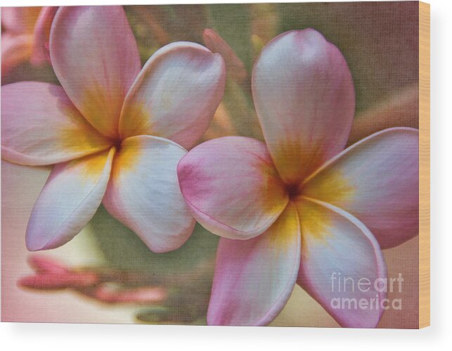 Flower Wood Print featuring the photograph Plumeria Pair by Peggy Hughes