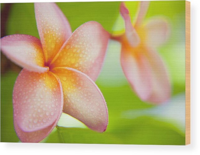 Turtle Bay Wood Print featuring the photograph Plumeria pastels by Sean Davey