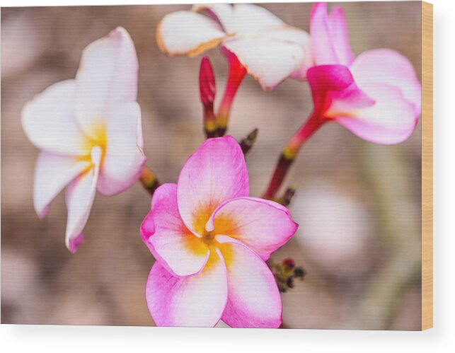 Flowers Wood Print featuring the photograph Plumerias of Paradise 11 by Jason Chu