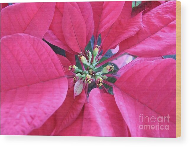 Poinsettia Wood Print featuring the photograph Poinsettia Burst by Mary Deal