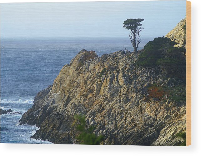 Monterey Wood Print featuring the photograph Point Lobos Cypress by David Armentrout
