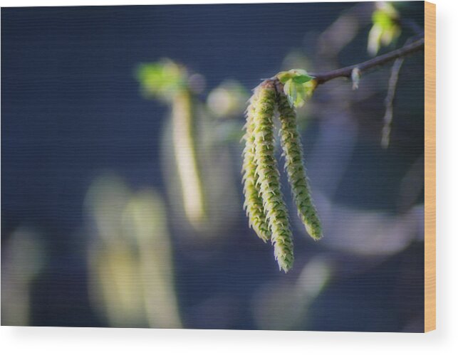 Nature Wood Print featuring the photograph Pointing Plant by Eugene Campbell