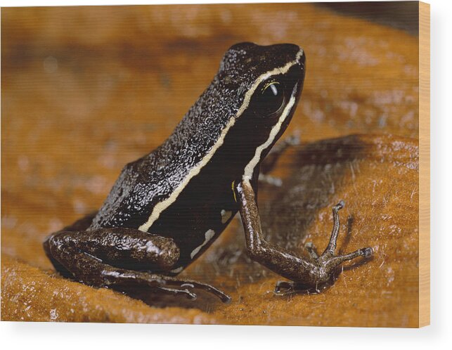 Feb0514 Wood Print featuring the photograph Poison Dart Frog Portrait Amazonian by Mark Moffett