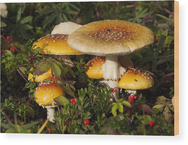 530802 Wood Print featuring the photograph Poisonous Fly Agaric Mushrooms Yukon by Michael Quinton