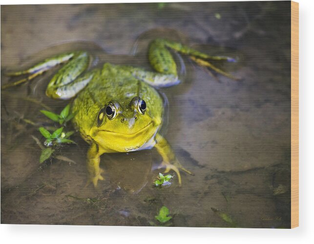 Green Frog Wood Print featuring the photograph Chubby Green Frog by Christina Rollo