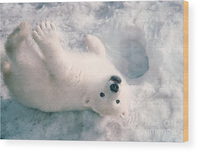 Animal Wood Print featuring the photograph Polar Bear Cub by Mark Newman