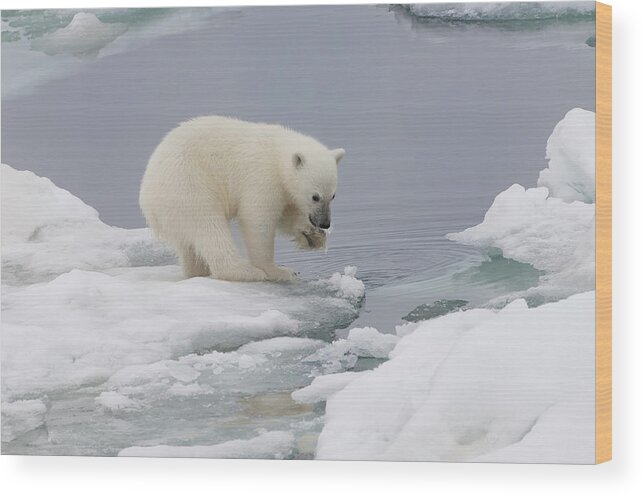 Bear Cub Wood Print featuring the photograph Polar Bear Cub Ursus Maritimus Playing by Gabrielle Therin-weise