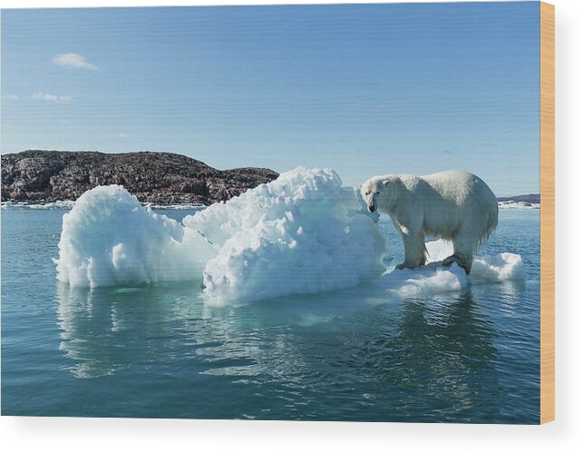 Melting Wood Print featuring the photograph Polar Bear On Iceberg, Hudson Bay by Paul Souders