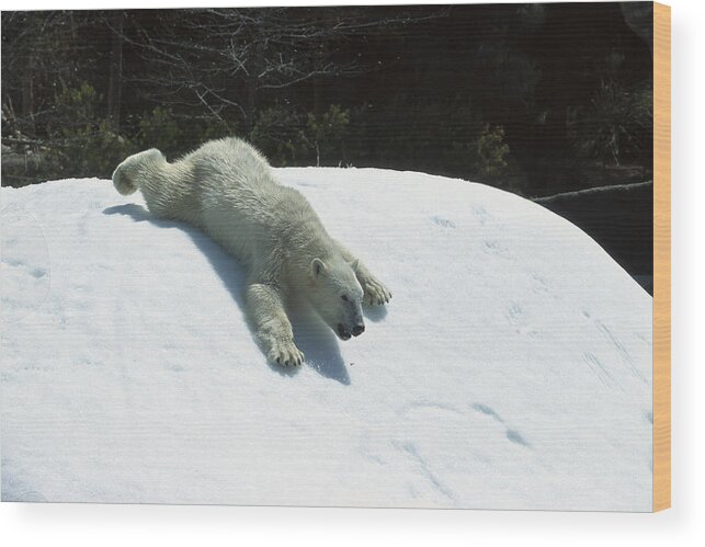 Feb0514 Wood Print featuring the photograph Polar Bear Sliding Down Snow Bank by San Diego Zoo