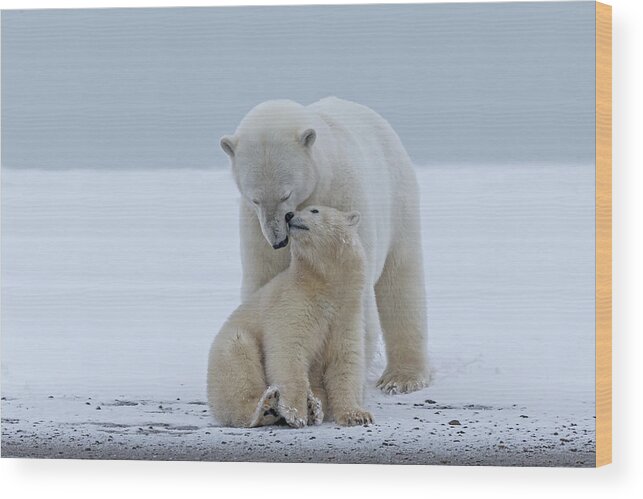 Bear Cub Wood Print featuring the photograph Polar Bear by Sylvain Cordier