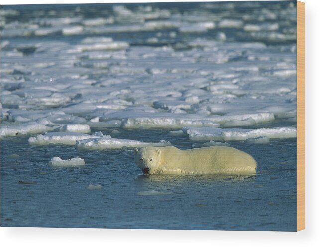 Feb0514 Wood Print featuring the photograph Polar Bear Wading Along Ice Floe by Konrad Wothe