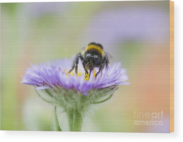 Bombus Lucorum Wood Print featuring the photograph Pollinator by Tim Gainey