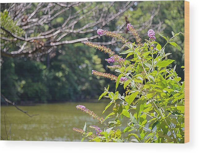 Pond Wood Print featuring the painting Pond At Norfolk Botanical Garden 12 by Jeelan Clark