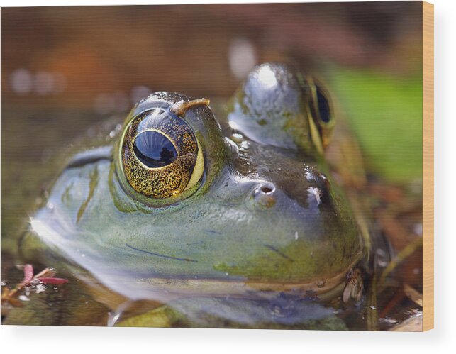 Frog Wood Print featuring the photograph Pond Celebrity by Juergen Roth