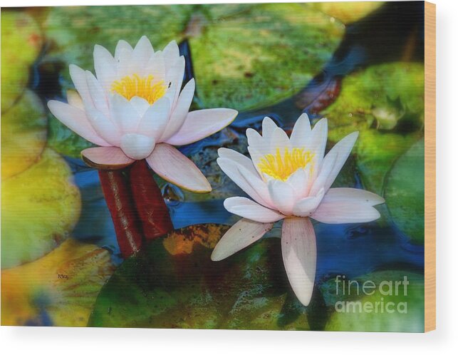 Pond Lily Wood Print featuring the photograph Pond Lily by Patrick Witz