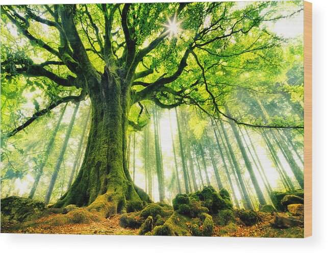 Creative Wood Print featuring the photograph Ponthus' Beech by Christophe Kiciak