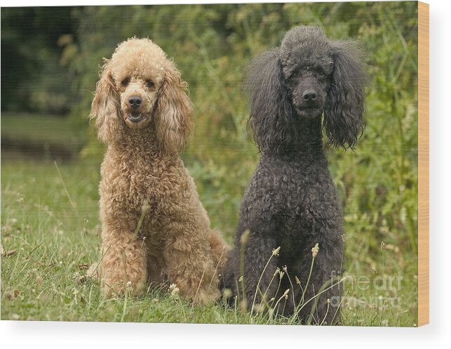 Poodle Wood Print featuring the photograph Poodle Dogs by Jean-Michel Labat