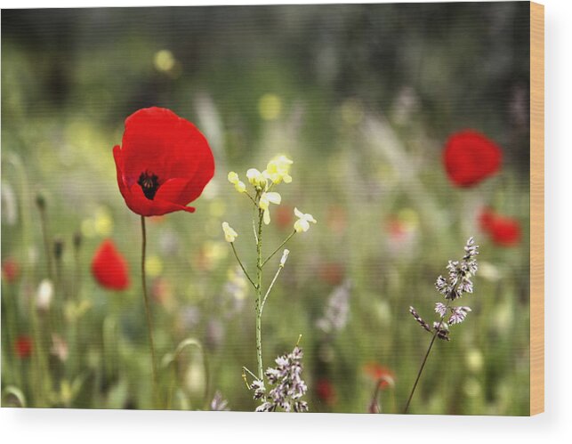 Tranquility Wood Print featuring the photograph Poppies by Chiara Benelli