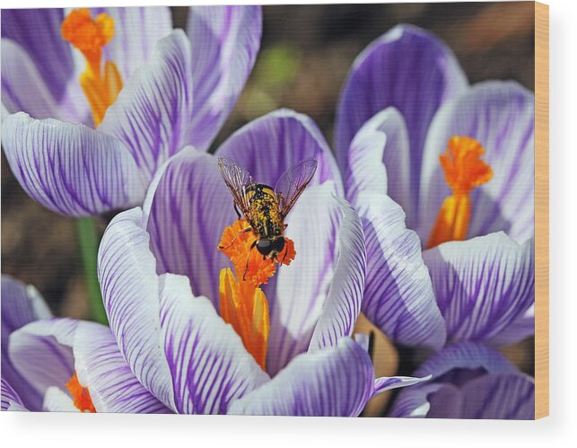 Hover Fly Wood Print featuring the photograph Popping Spring Crocus by Debbie Oppermann