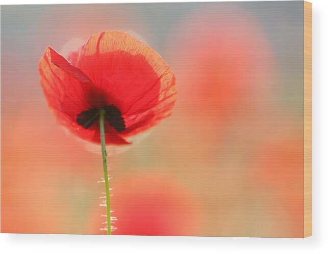 Bokeh Wood Print featuring the photograph Poppy Dream by Roeselien Raimond