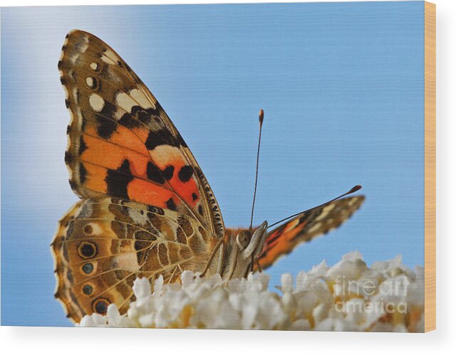 Portrait Wood Print featuring the photograph Portrait of a butterfly by Nick Biemans