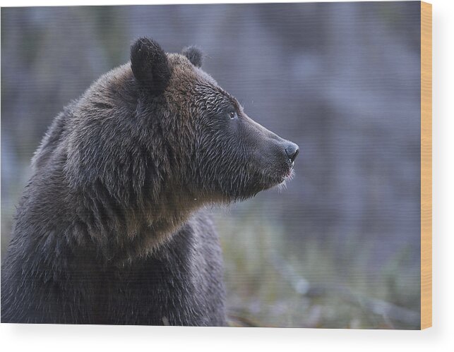 Bear Wood Print featuring the photograph Portrait of a Grizzly by Bill Cubitt