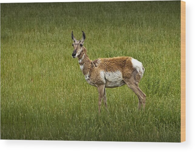 Antelope Wood Print featuring the photograph Portrait of a Pronghorn Antelope No. 1198 by Randall Nyhof