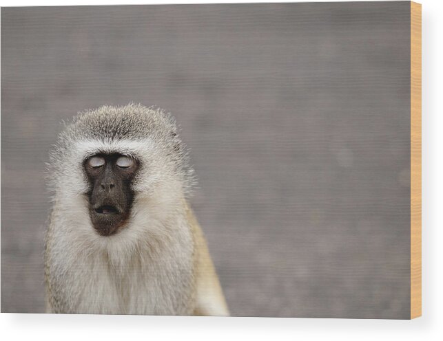 Animal Themes Wood Print featuring the photograph Portrait Of A Vervet Monkey Chlorocebus by Kerstin Geier