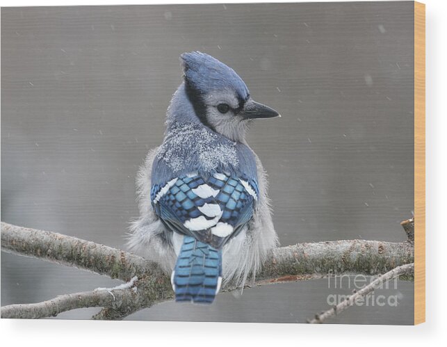 Blue Jay Wood Print featuring the photograph Posing in the Storm by Jayne Carney