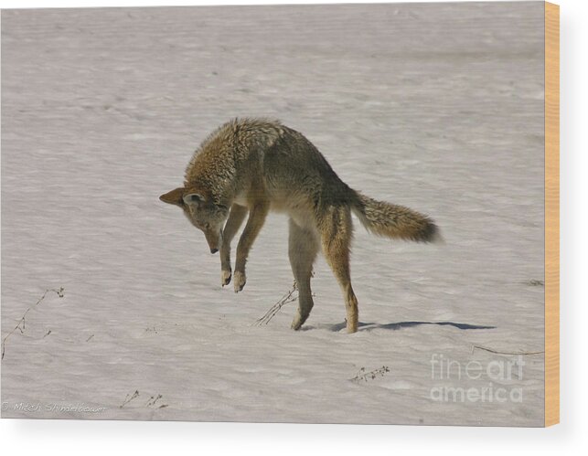 Pouncing Wood Print featuring the photograph Pouncing Coyote by Mitch Shindelbower