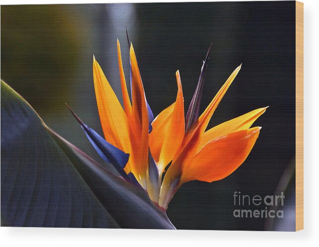 Bird-of-paradise Flower Wood Print featuring the photograph Power Flower by Byron Varvarigos