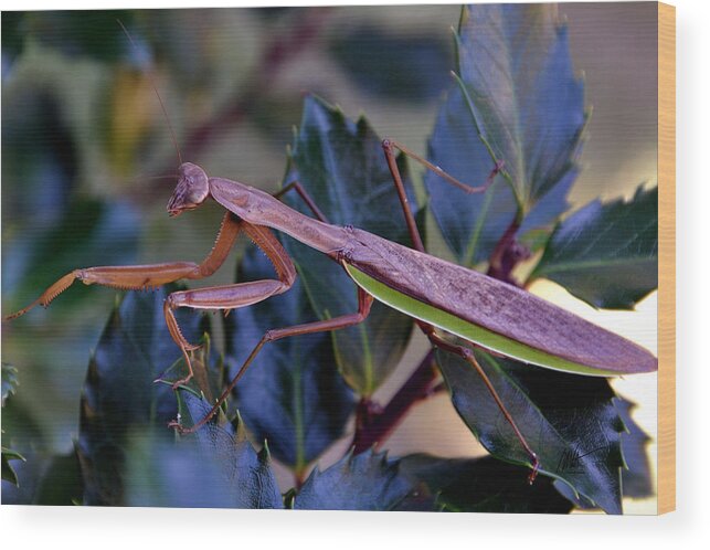 Praying Mantis Wood Print featuring the photograph Praying Mantis at Dusk by Mark Valentine