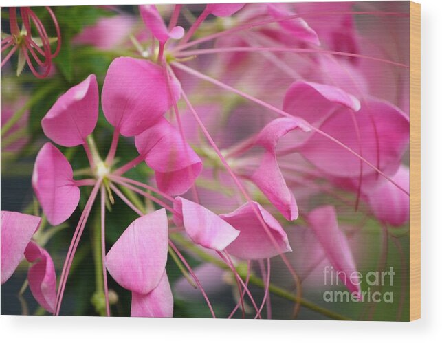 Pink Flowers Wood Print featuring the photograph Pretty in pink by Deena Withycombe