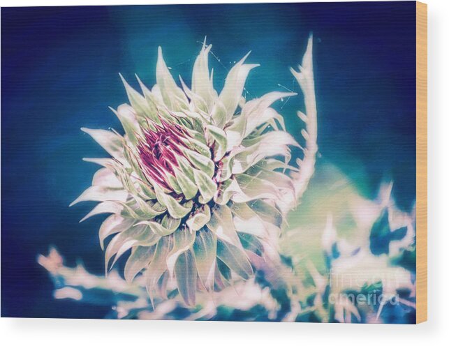 Wildflower Macro Wood Print featuring the photograph Prickly Thistle Bloom by Peggy Franz