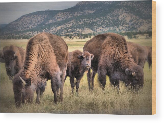 Buffalo Wood Print featuring the photograph Pride of the Herd by Jacqui Binford-Bell