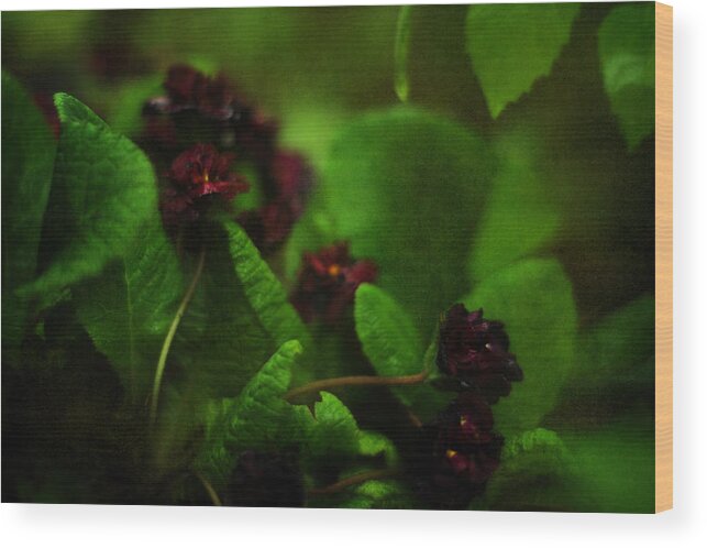 Primula Vulgaris Wood Print featuring the photograph Primula vulgaris by Rebecca Sherman