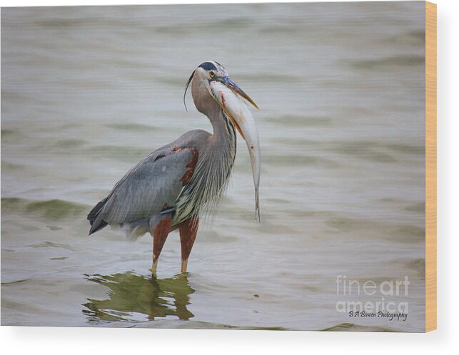 Great Blue Heron Wood Print featuring the photograph Prize Catch by Barbara Bowen